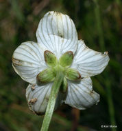 Image of fen grass of Parnassus