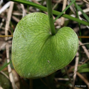 Image of fen grass of Parnassus