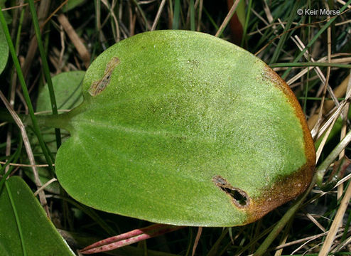 Image of fen grass of Parnassus