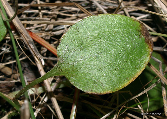 Image of fen grass of Parnassus
