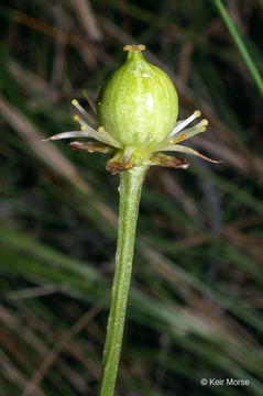 Image of fen grass of Parnassus