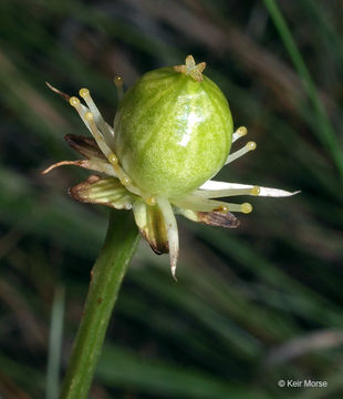 Image of fen grass of Parnassus