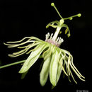 Image of yellow passionflower