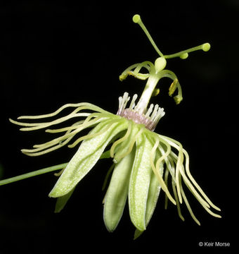 Image of yellow passionflower