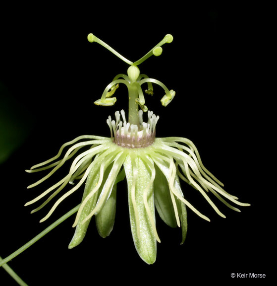 Image of yellow passionflower