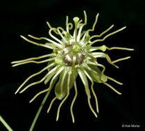 Image of yellow passionflower