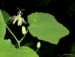 Image of yellow passionflower