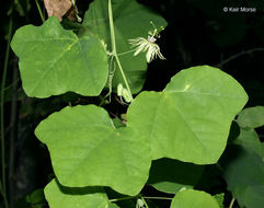 Image of yellow passionflower