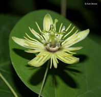 Image of yellow passionflower