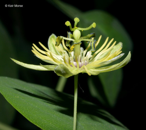 Image of yellow passionflower