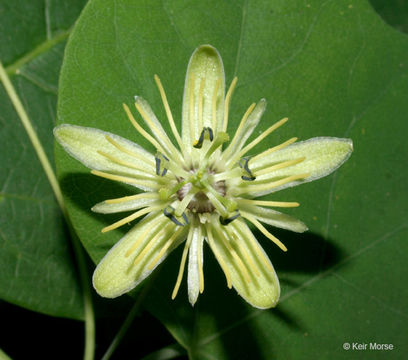 Image of yellow passionflower