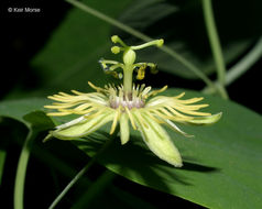 Image of yellow passionflower