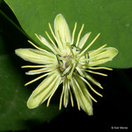 Image of yellow passionflower