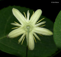 Image of yellow passionflower