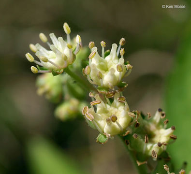 Imagem de Penthorum sedoides L.