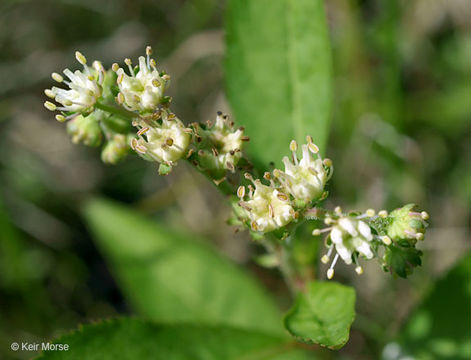 Imagem de Penthorum sedoides L.