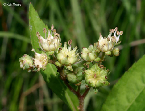 Imagem de Penthorum sedoides L.