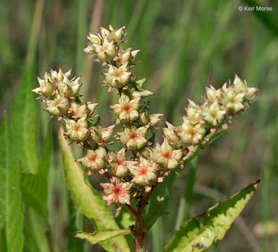 Imagem de Penthorum sedoides L.