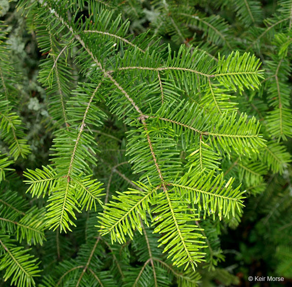 Imagem de Abies balsamea (L.) Mill.