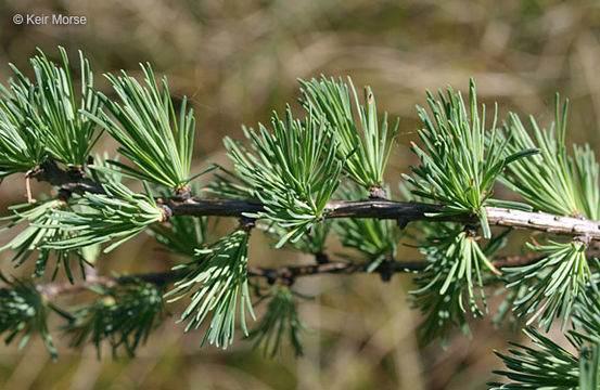 Image of American Larch