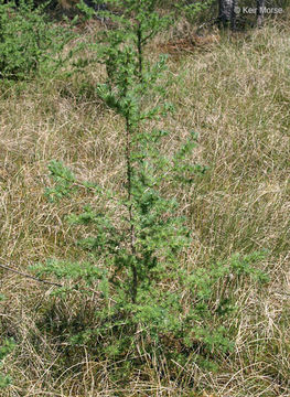 Image of American Larch