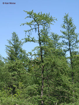 Image of American Larch