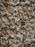 Image of American Larch