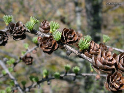 Image of American Larch