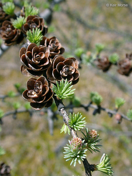 Image of American Larch