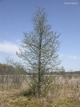 Image of American Larch