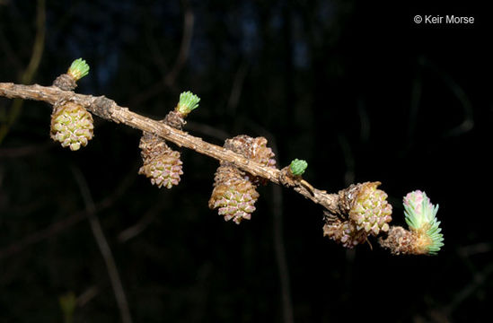 Image of American Larch