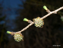 Image of American Larch