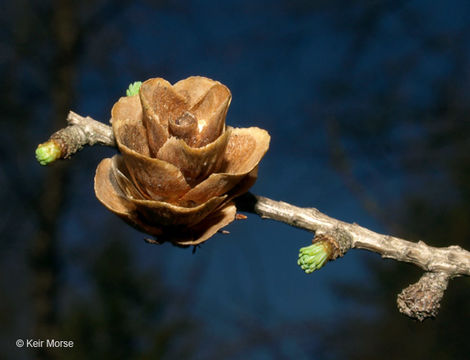 Image of American Larch