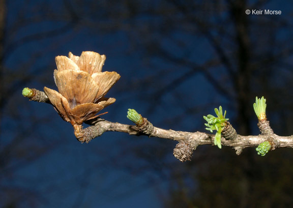 Image of American Larch