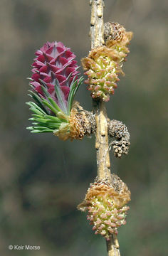 Image of American Larch