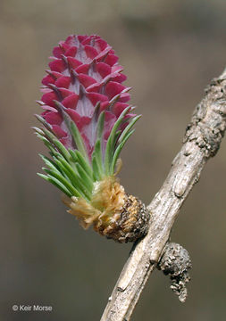 Image of American Larch