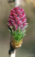 Image of American Larch