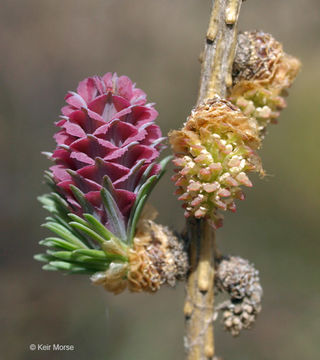 Image of American Larch