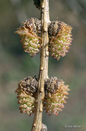 Image of American Larch