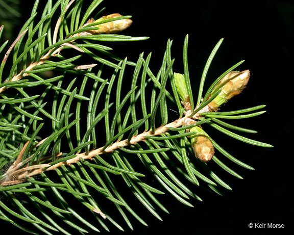 Imagem de Picea glauca (Moench) Voss