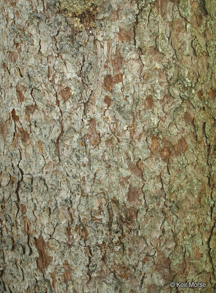 Imagem de Picea glauca (Moench) Voss