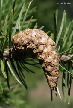 Image of jack pine