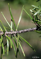 Image of jack pine