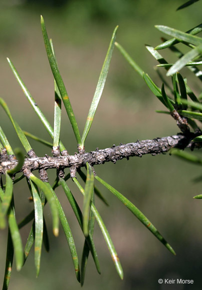 Image of jack pine