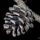 Image of Pinus resinosa Aiton