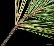 Image of eastern white pine