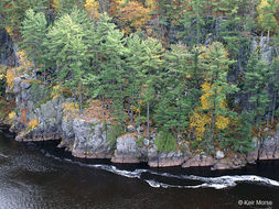 Image of eastern white pine