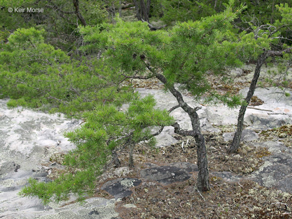 Plancia ëd Pinus virginiana Mill.