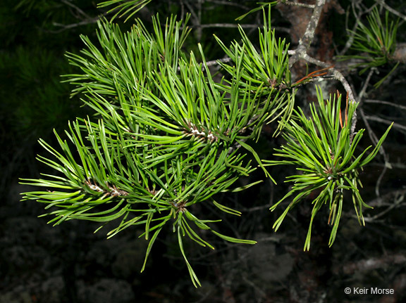 Plancia ëd Pinus virginiana Mill.