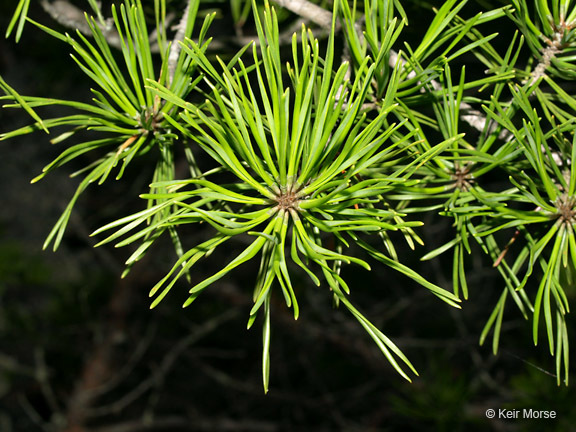 Plancia ëd Pinus virginiana Mill.